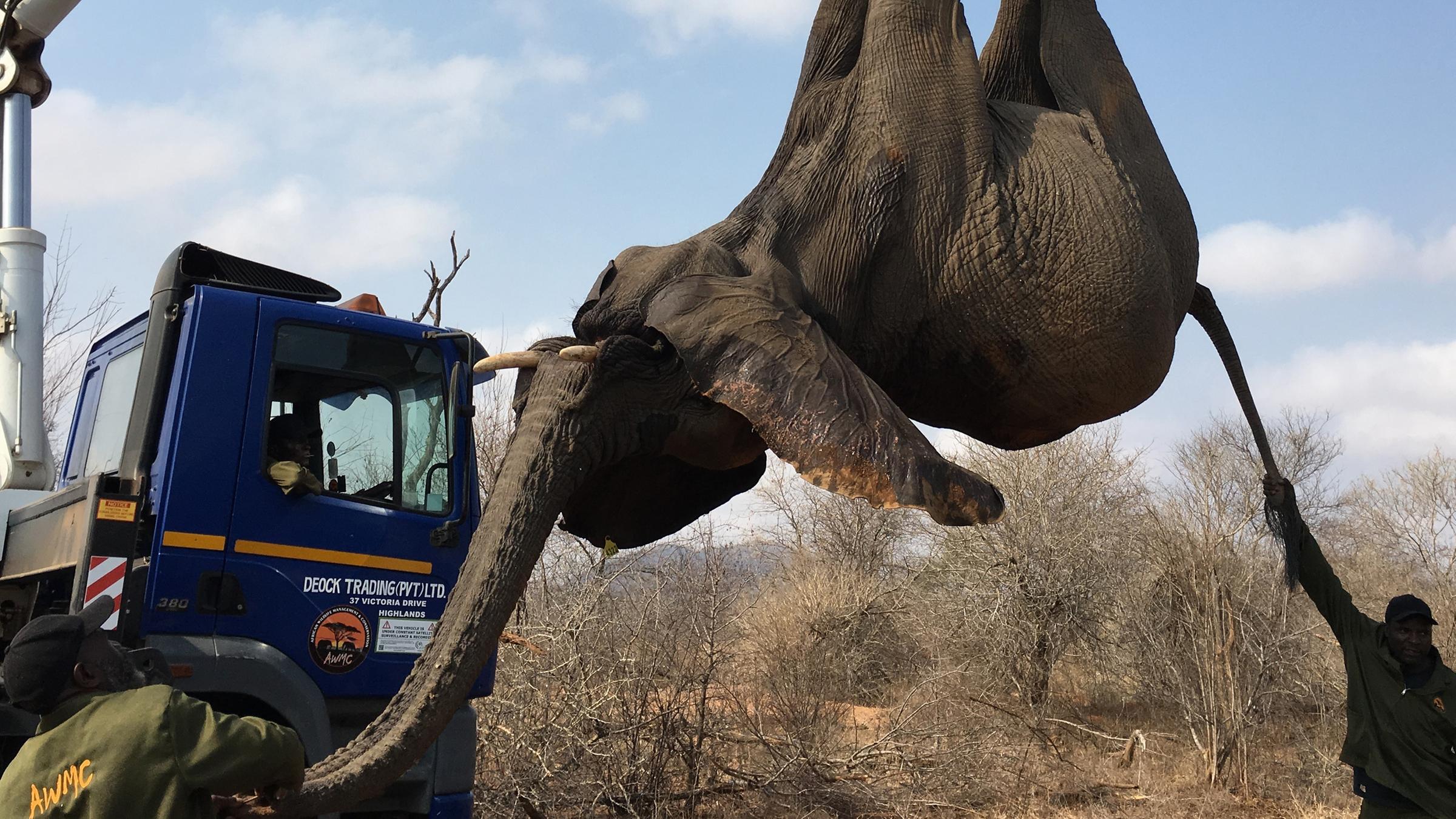 Ein betäubter Elefant hängt an einem Kran.