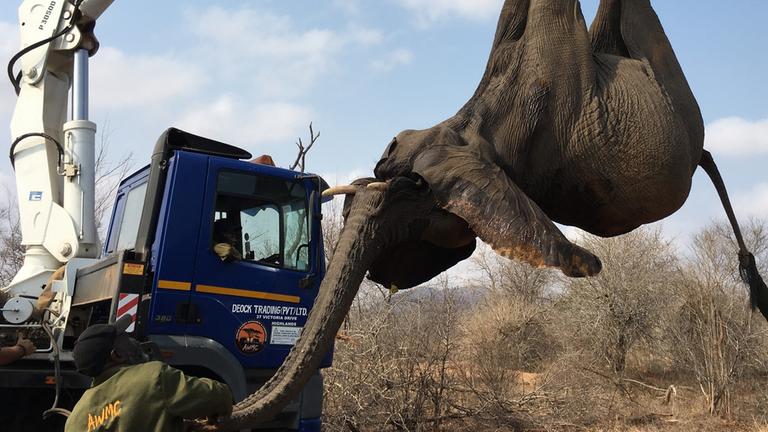 Ein betäubter Elefant hängt an einem Kran.