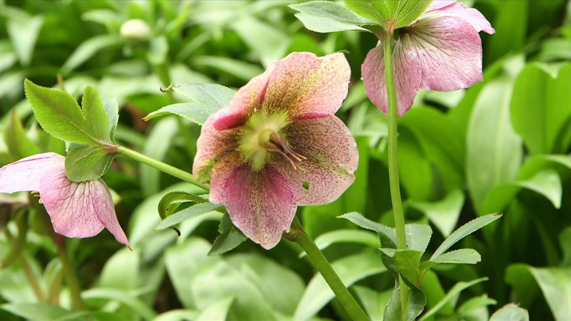 Platz im Garten: Frühlingserwachen