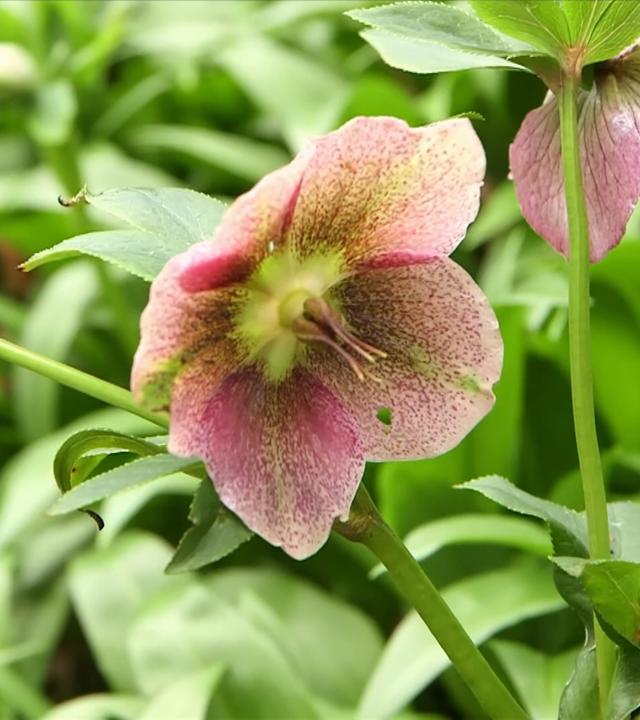 Platz im Garten: Frühlingserwachen