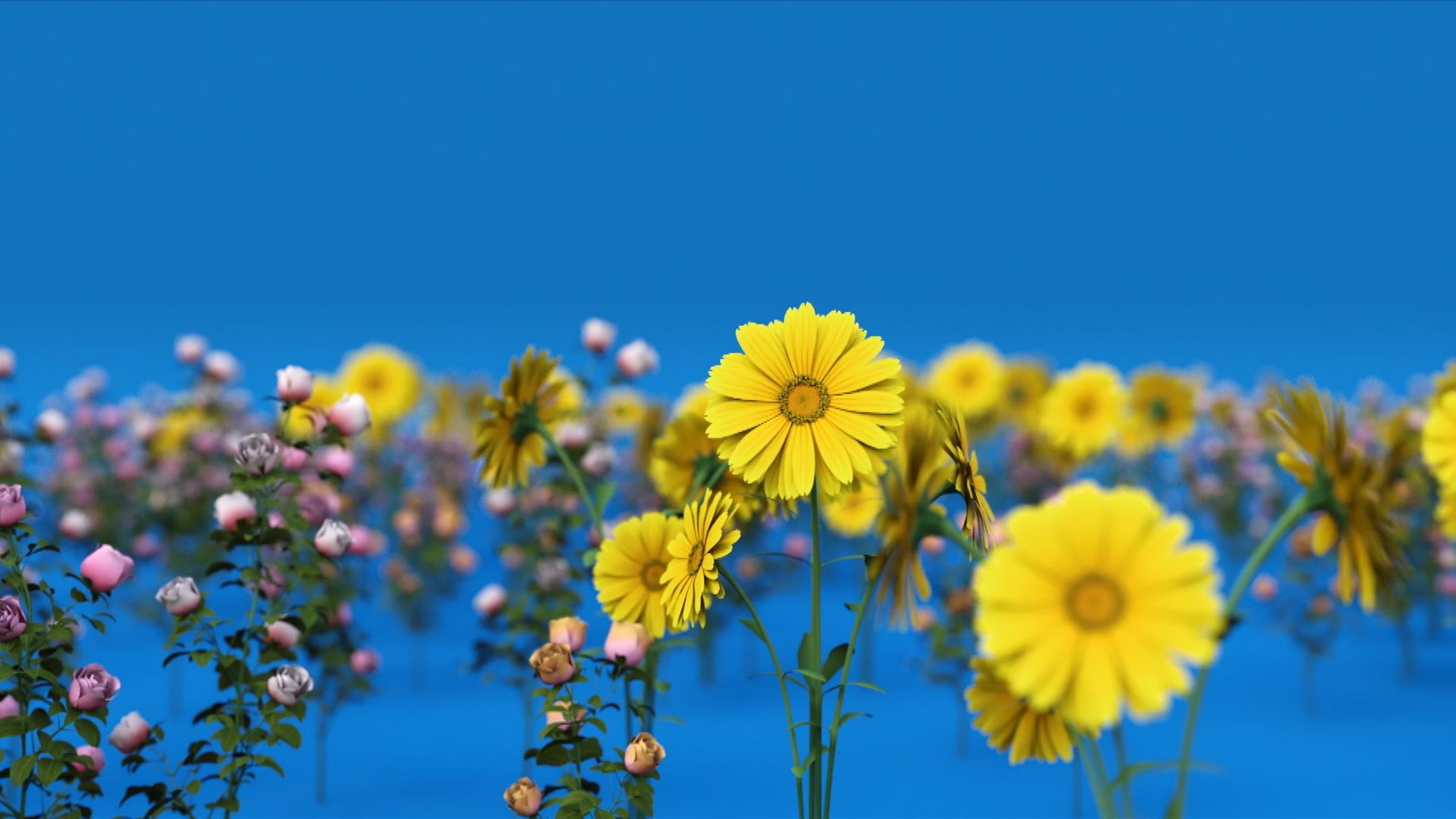 Platz im Garten: Nachhaltige Schnittblumen