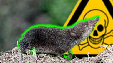 So toxisch sind unsere Tiere und Pflanzen