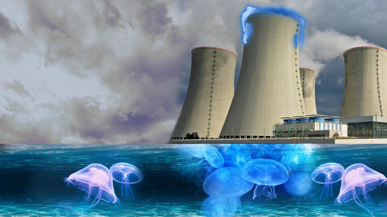 Die faszinierenden Eigenschaften von Quallen ZDFmediathek