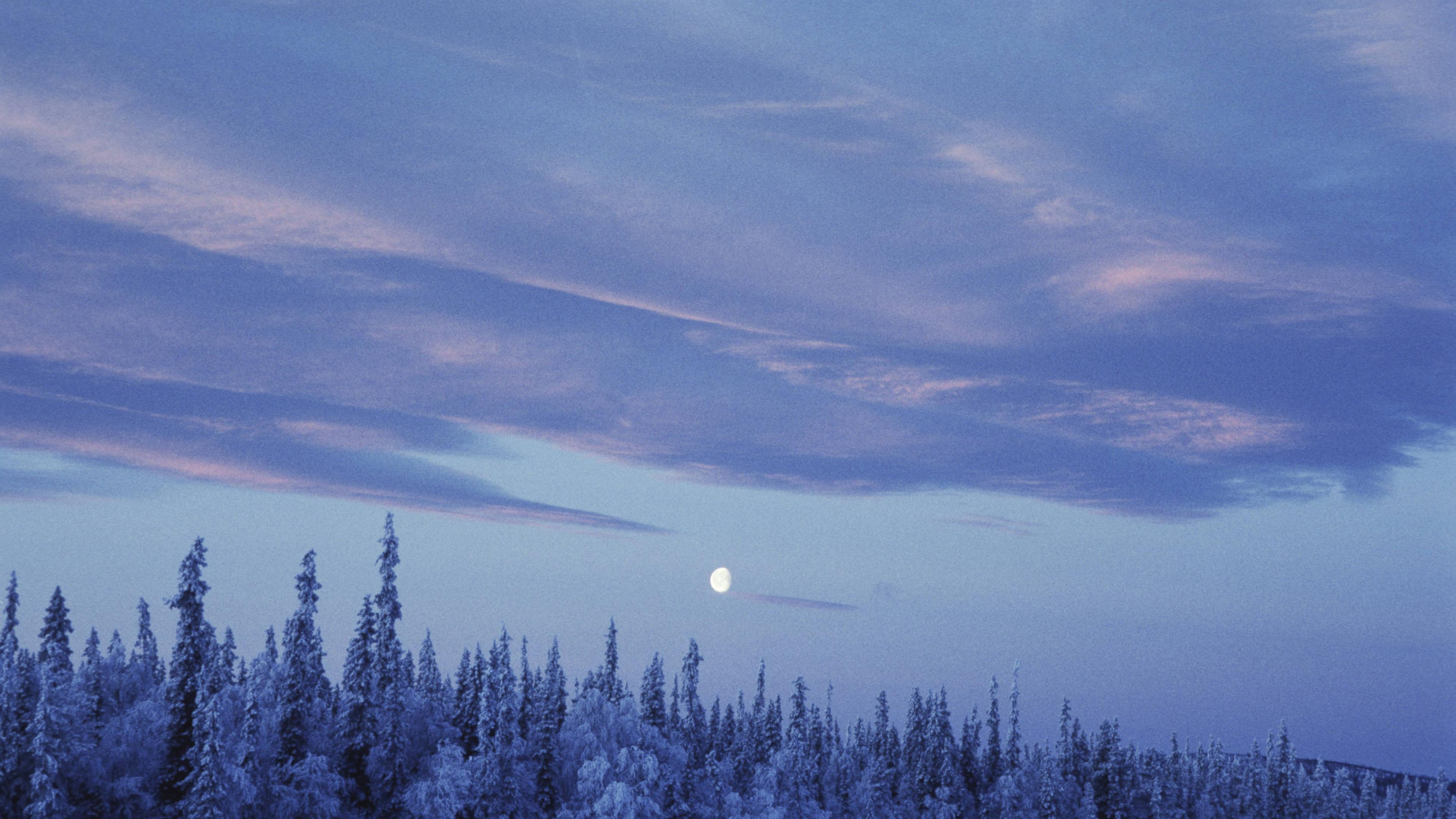 Ein verschneiter Nadelwald in der Dämmerung, man sieht den Mond.