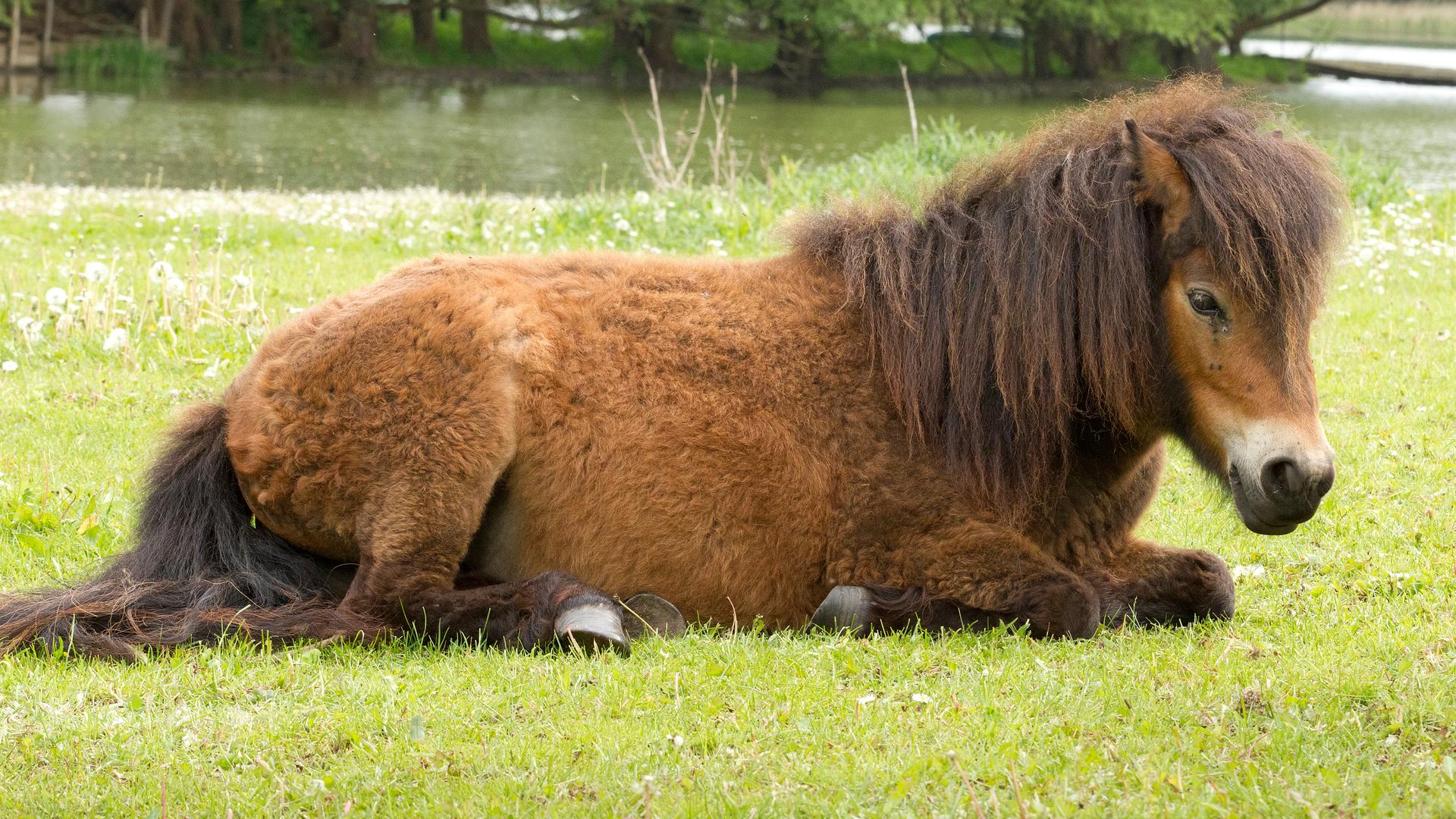 Braunes Pony liegt auf einer Wiese.