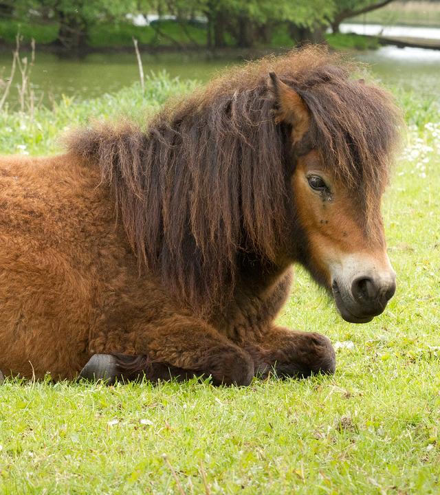 Braunes Pony liegt auf einer Wiese.
