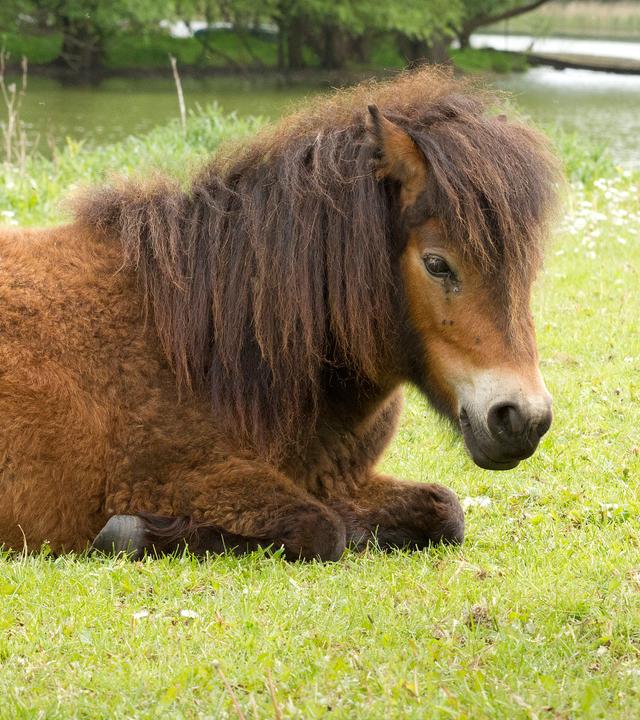 Braunes Pony liegt auf einer Wiese.