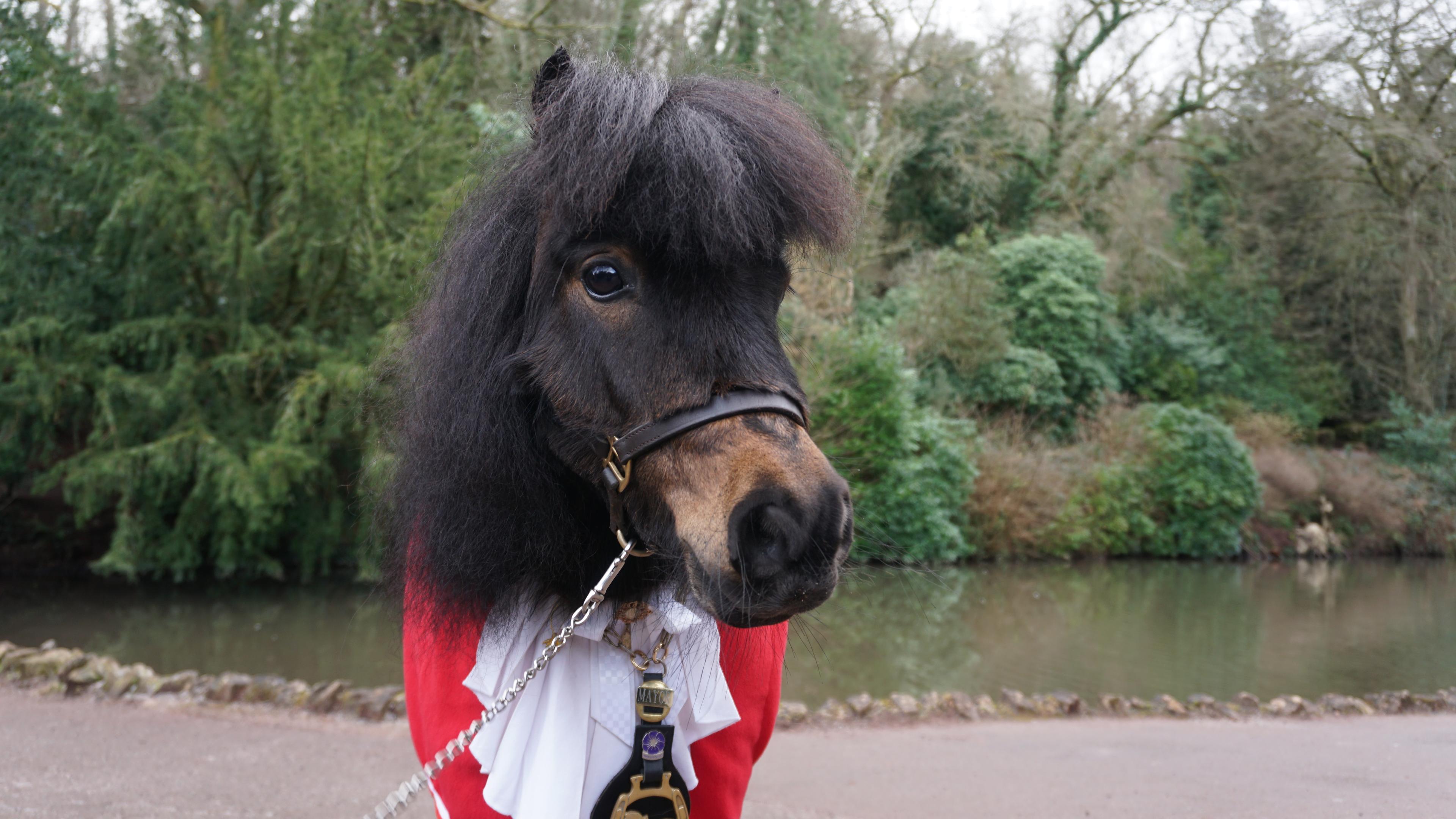 Pony Patrick, Bürgermeister im britischen Cockington.