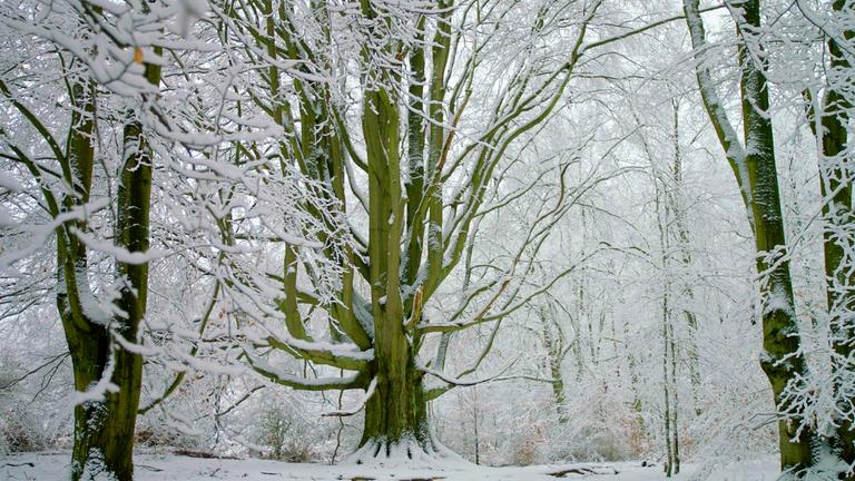 "Terra X: Unsere Wälder": Verschneite Silkebuche in der Schorfheide.