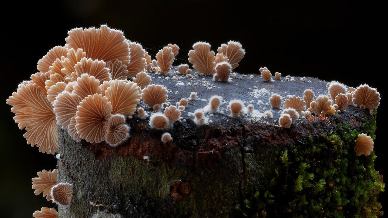 "Im Königreich der Pilze (ARTE)": Ansammlung von Pilzen auf einem Baumstumpf