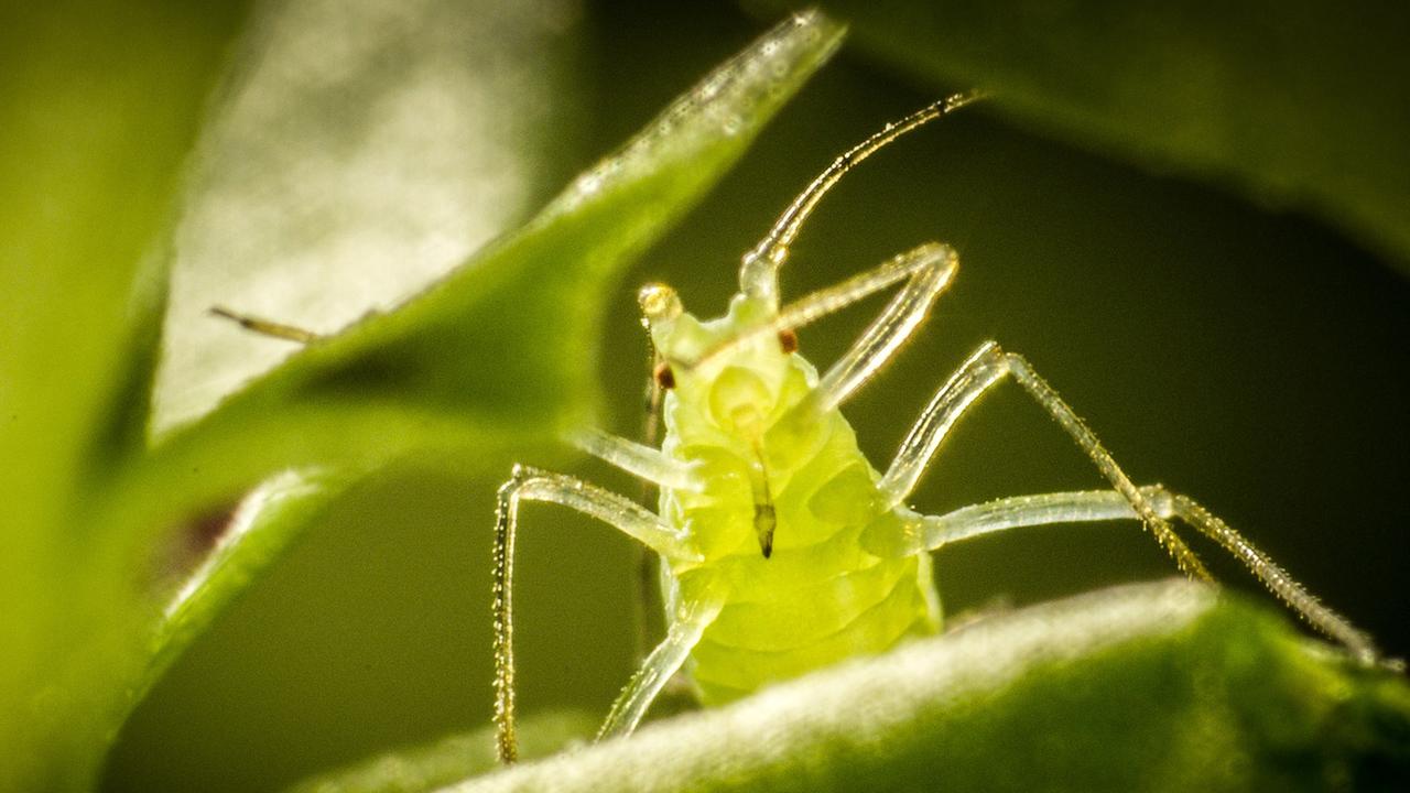 Winzige Wunder: Insekten: Die Wiese des Schreckens (ARTE): Blattlaus in Nahaufnahme