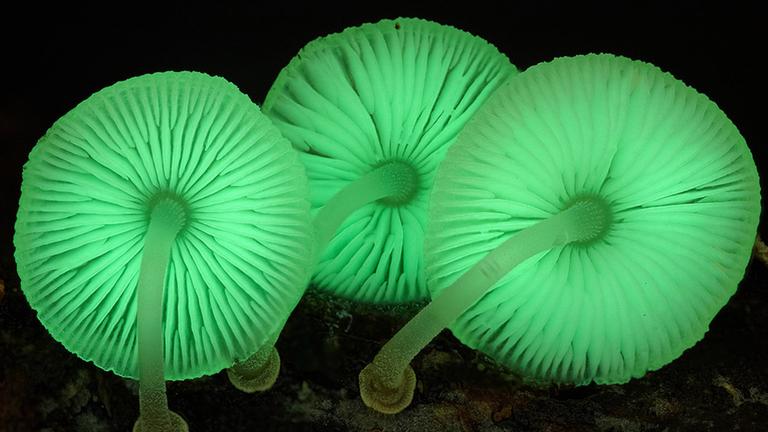 Im Königreich der Pilze (ARTE): Pilze von unten in grünfluoreszierendem Licht