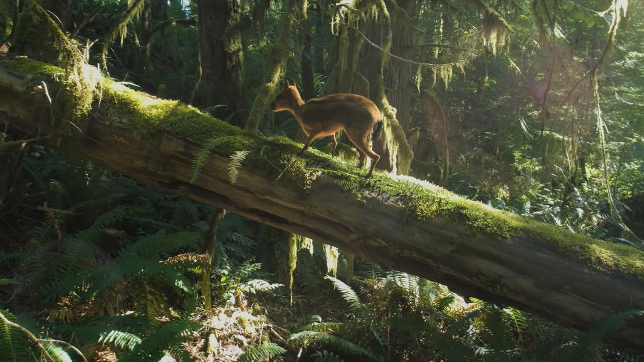 "Die Geschichte von Pferd und Mensch – Equus" (ARTE): Ein Urpferdchen läuft auf einem umgefallenen Baumstamm im Wald (Animation)