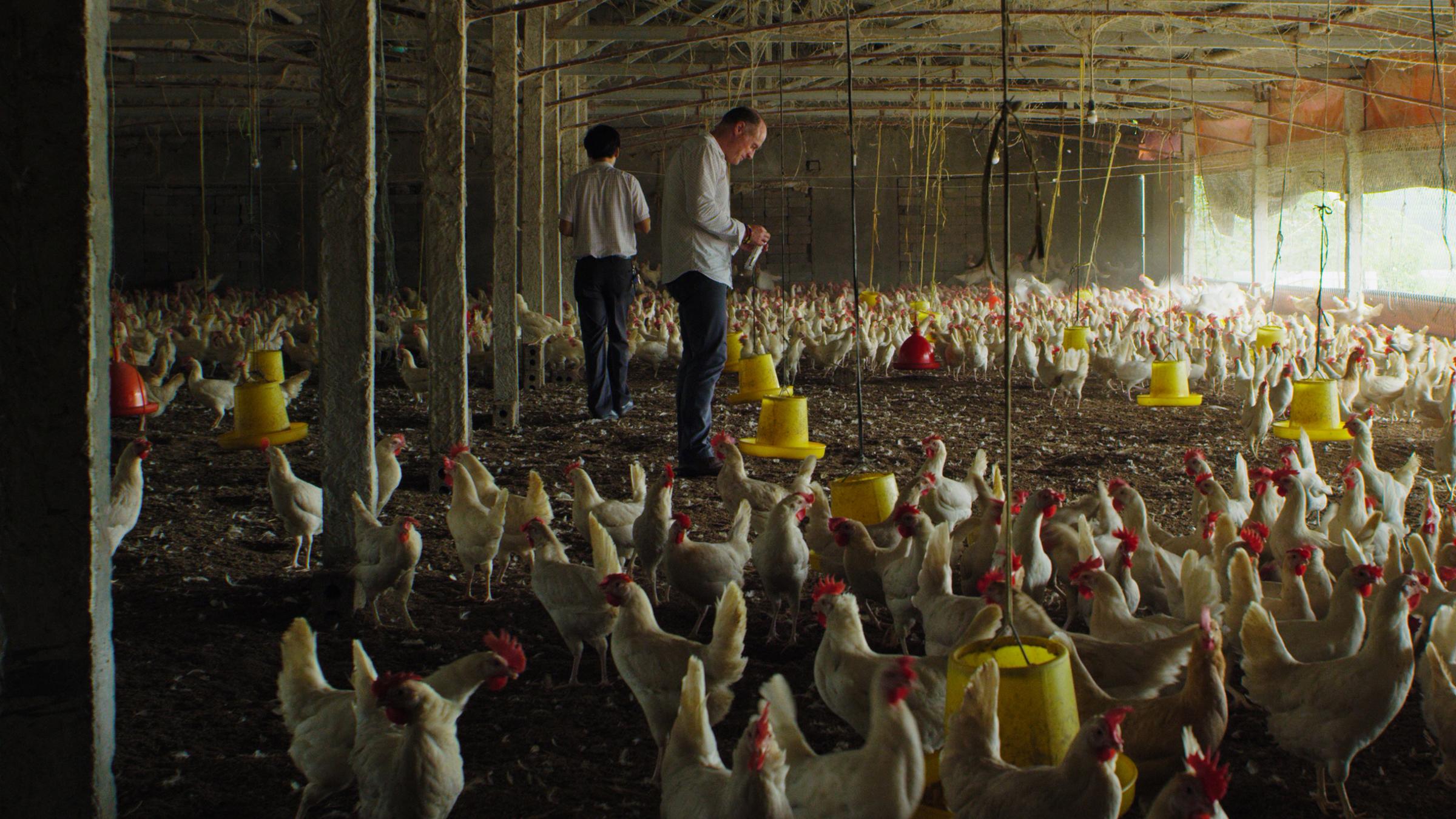 Resistance Fighters - Die globale Antibiotikakrise (ARTE): Timothy Walsh, Mikrobiologe, nimmt Proben in einer Hühnerzuchtfarm in Vietnam.