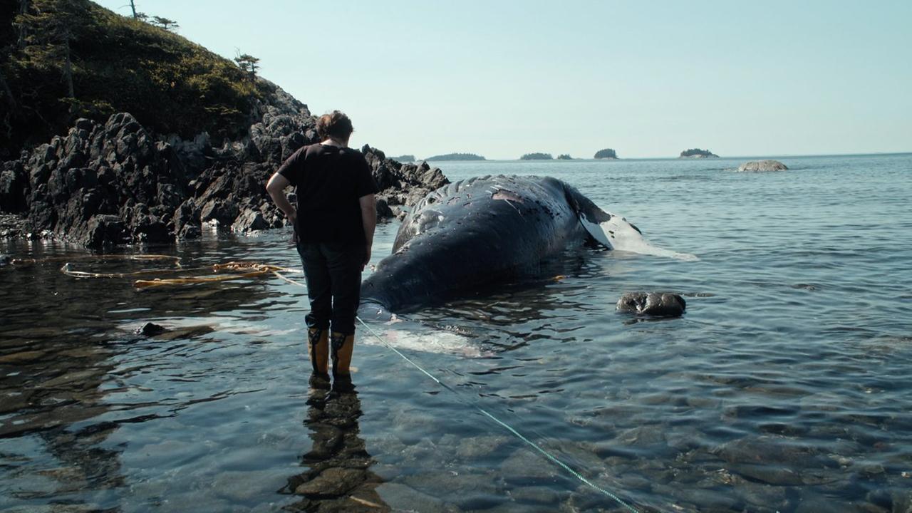 The Whale and The Raven (ARTE): Im seichten Ufersaum einer felsigen Küste betrachtet ein Mann einen gestrandeten Wal