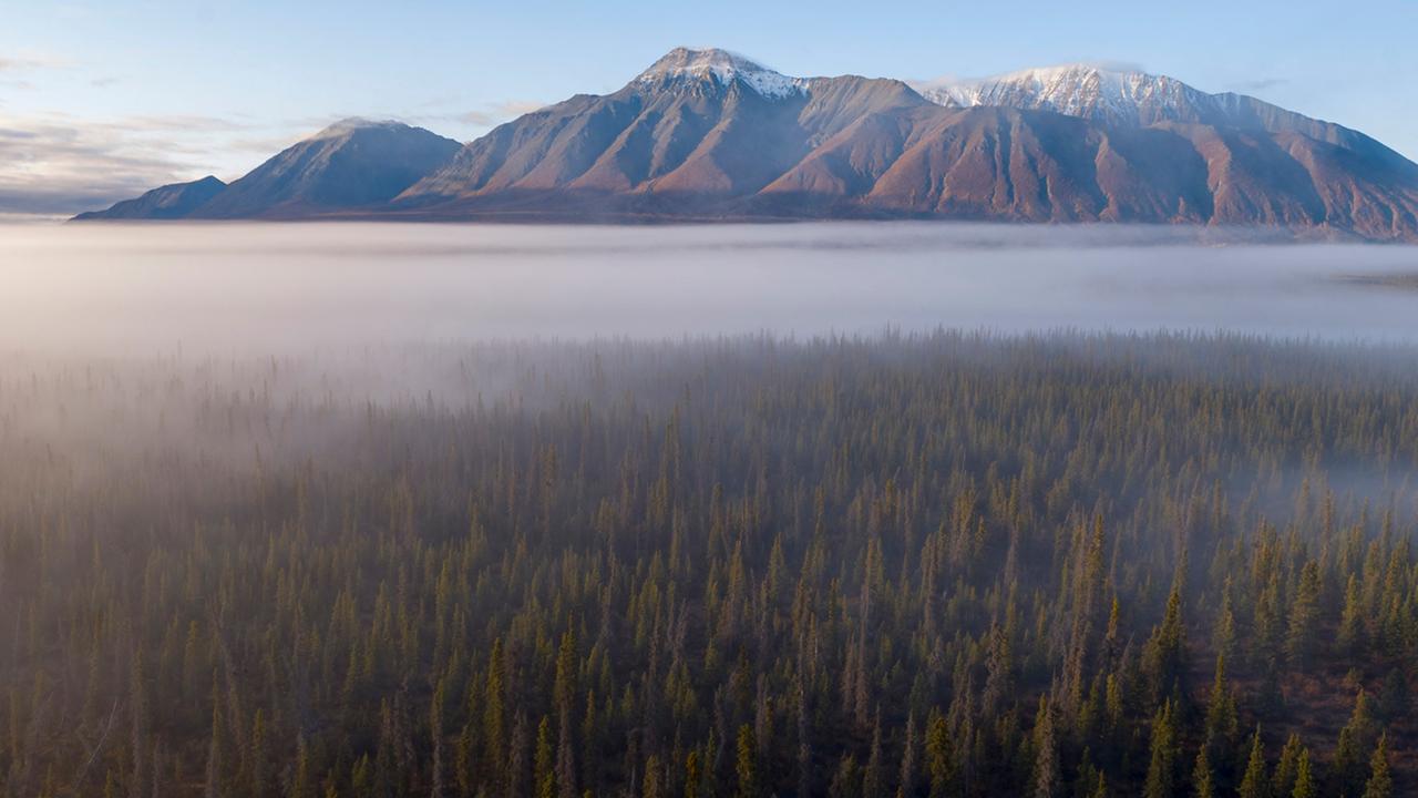 "Die Wälder des Nordens": Luftaufnahme des Borealis-Waldes bei Bergen im Yukon-Territorium