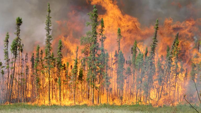 "Die Wälder des Nordens" (ARTE): Im Nordwesten des Wood Buffalo Nationalparks brennt der Wald.