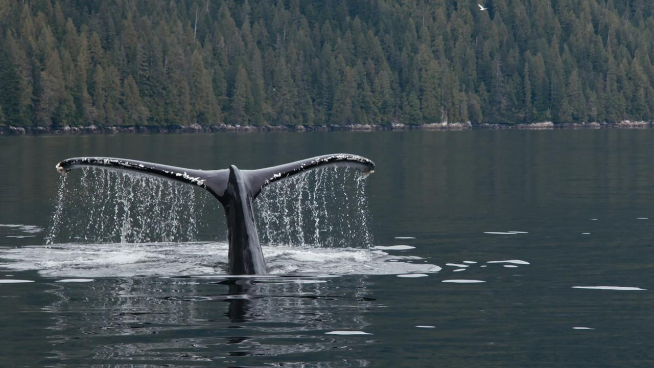 "Der Wal und der Rabe (ARTE)": Die Schwanzflosse eines tauchenden Wals ragt aus dem Wasser. Im Hintergrund ist eine bewaldete Küste zu sehen.