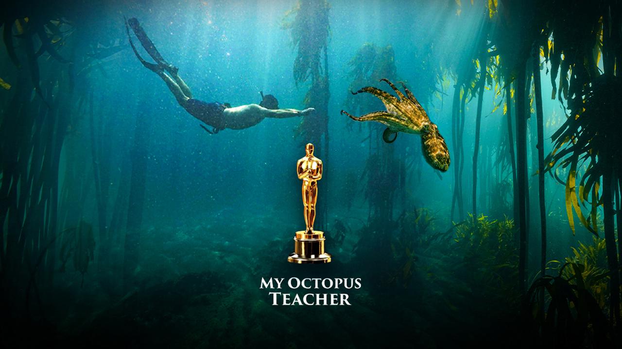 Oscar für "Mein Lehrer, die Krake" - Unterwasser-Symbolbild: Links ein Taucher, rechts eine Krake, dazwischen die Oscar-Statuette und darunter der Schriftzug "My Octopus Teacher". Im Hintergrund ein Unterwasser-Wald.