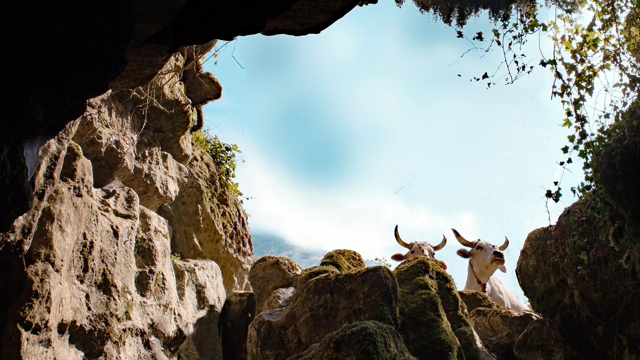 "Il Buco" (ARTE): Blick aus einer Höhle heraus auf den Eingang, vor dem zwei Kühe über moosbewachsene Felsbrocken in die Höhle blicken.