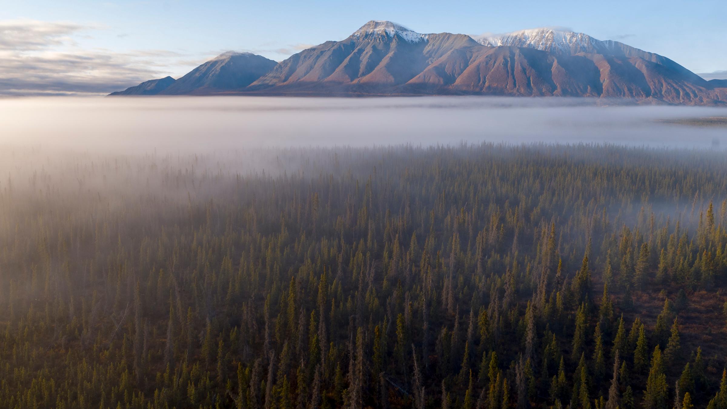 "Wälder des Nordens" (ARTE): Luftaufnahme des Borealis-Waldes bei Bergen im Yukon-Territorium.