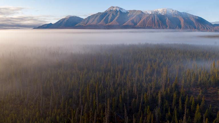 "Wälder des Nordens" (ARTE): Luftaufnahme des Borealis-Waldes bei Bergen im Yukon-Territorium.