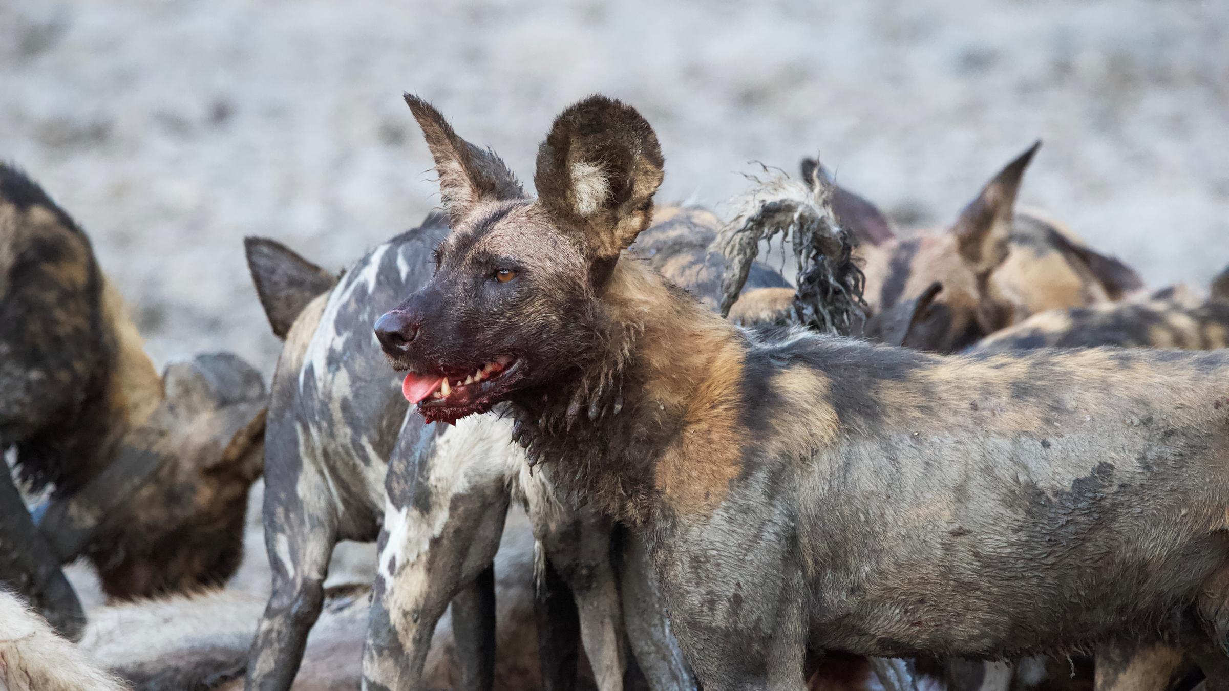 "Überleben in der Wildnis - Kampf im Gorongosa-Nationalpark" (ARTE): Nahaufnahme eines afrikanischen Windhundes, während die Meute eiinen Wasserbock frisst.
