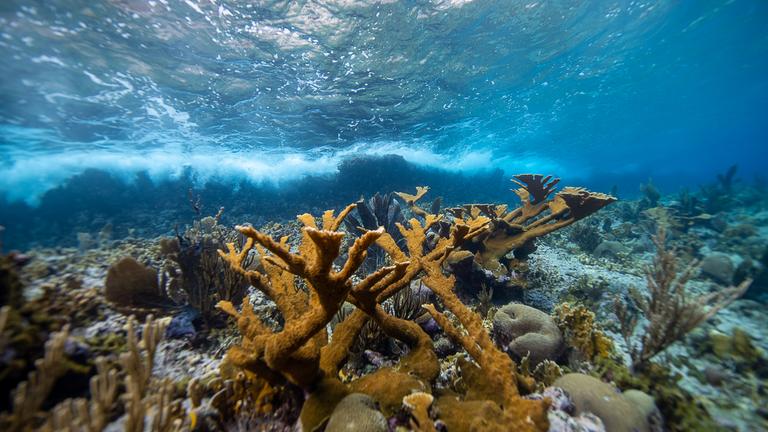"Paradiese aus Menschenhand – Die Korallenretter der Karibik (ARTE)": Unterwasseraufnahme von Elchkorallen