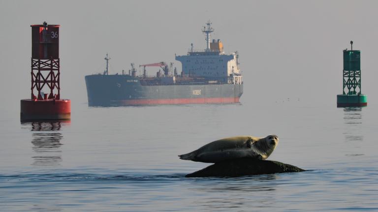"Inselwelt New York":  Eine Robbe liegt auf einem Felsen in Wasser. Im Hintergrund zwei den Schiffahrtsweg markierende Fahrwassertonnen und ein großer Tanker.