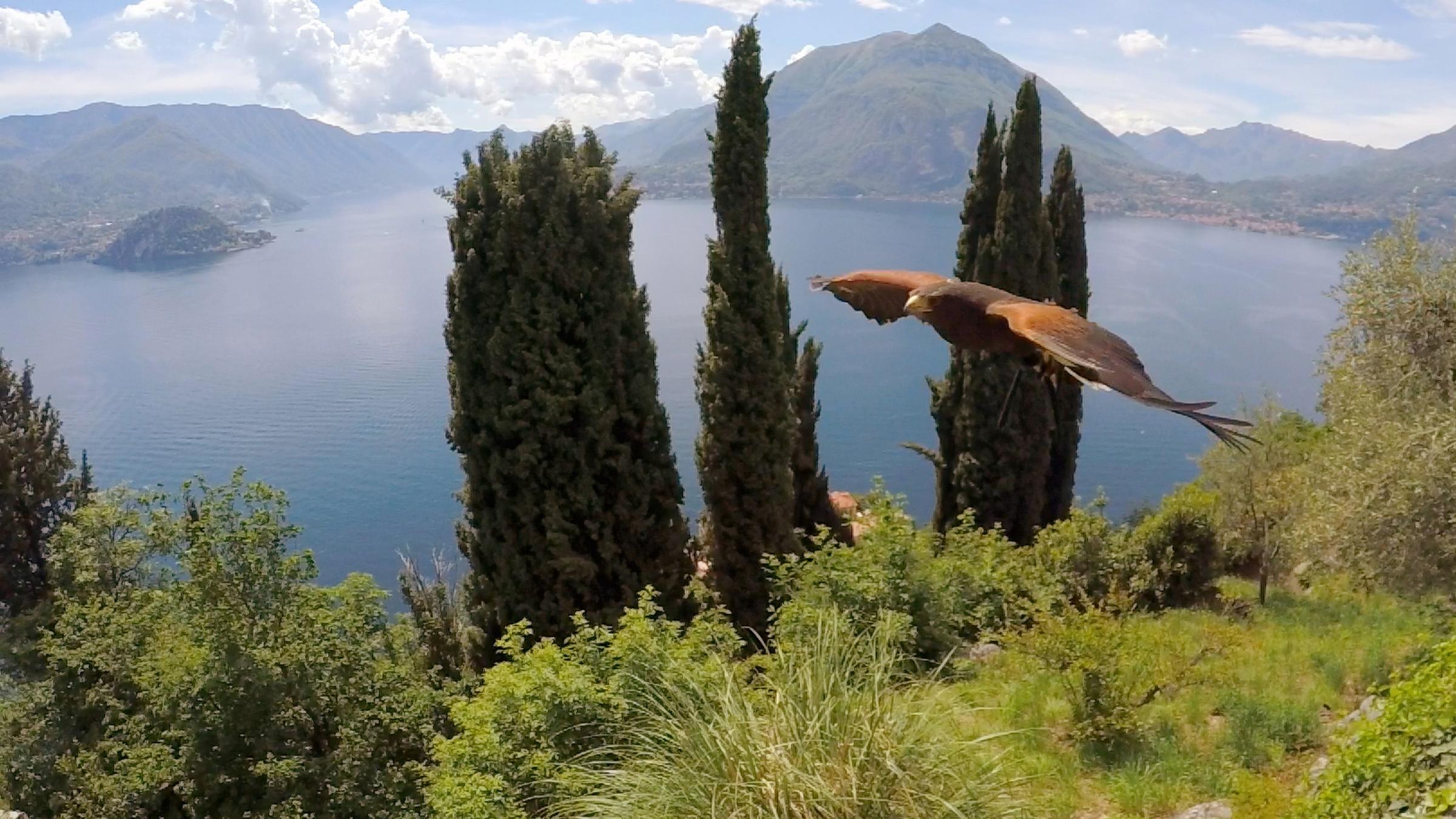 "Jenseits der Alpen" (ZDF/ARTE): Ein Wüstenbussard fliegt über den Comer See.