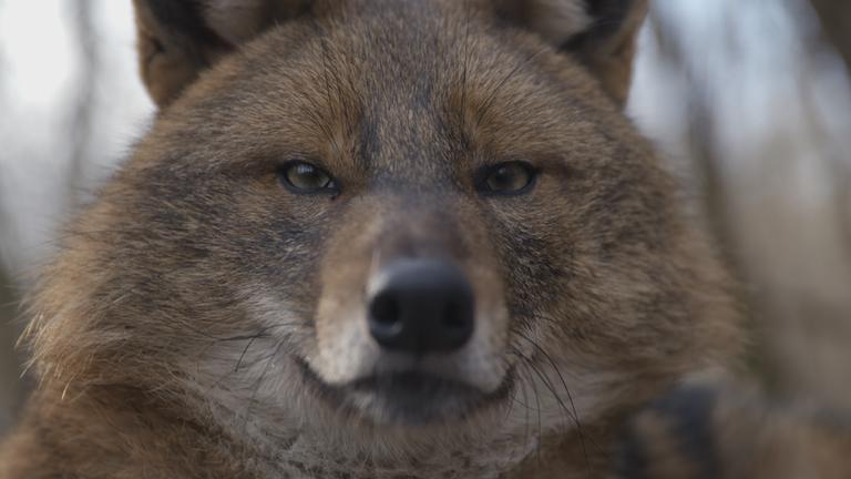 "Wildnis Europa - Der Goldschakal" (ZDF/ARTE): Kopf eines Goldschakals in Nahaufnahme