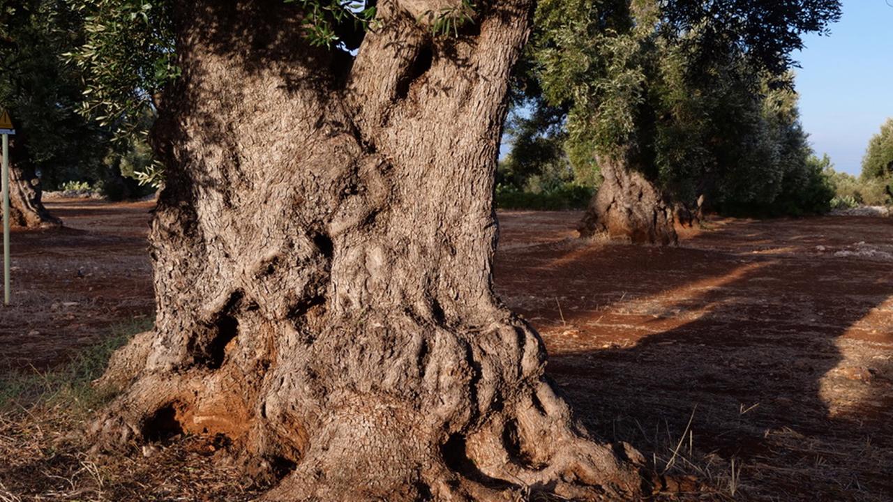 "Re: Italiens Olivenbäume in Gefahr – Killerbakterium breitet sich aus" (ARTE): Ein uralter Olivenbaum im italienischen Salento.
