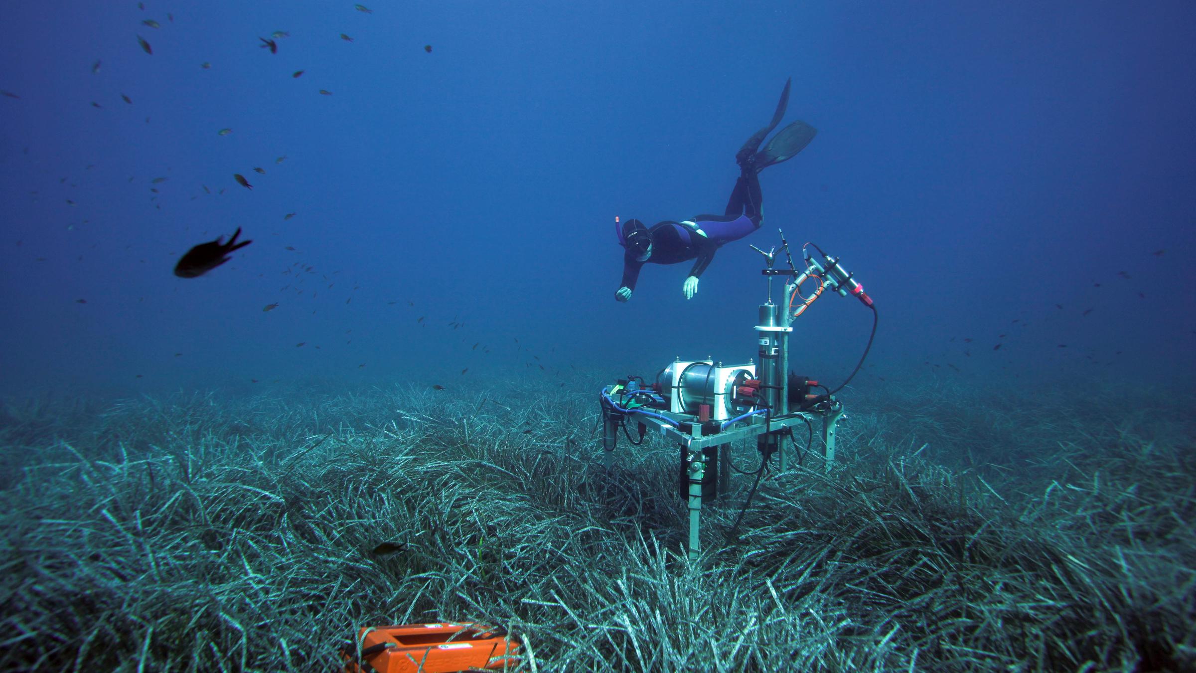 "Wunderwelt Seegraswiesen" (ARTE): Freitaucher kontrollieren die Unterwasserversuche im Seegras 