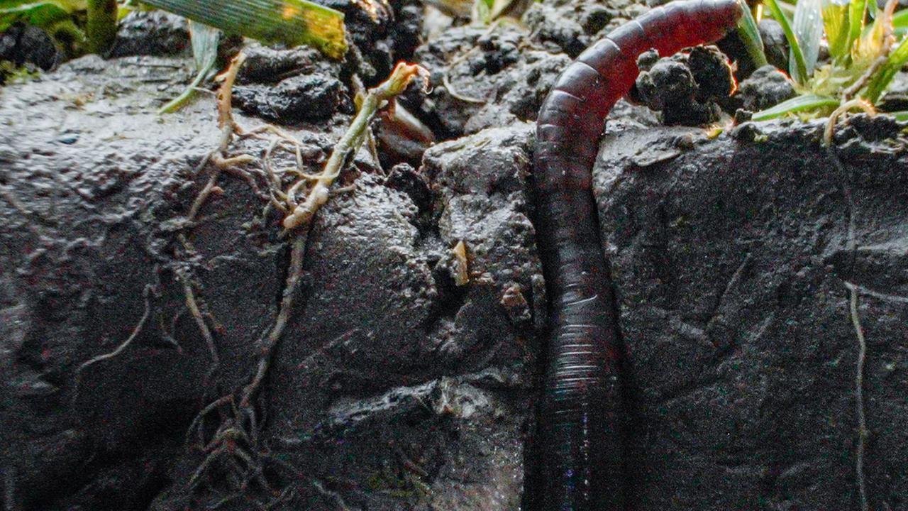 "Im Reich des Regenwurms (ARTE/ZDF)": Ein Regenwurm kommt an die Oberfläche