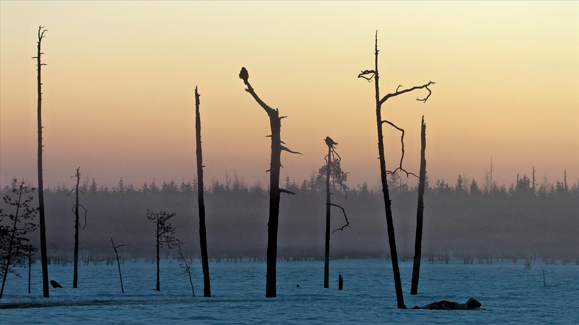 "Skandinavien - Rückkehr des Lichts" (ZDF/ARTE):  Krähen im winterlichen Dämmerlicht auf Bäumen in Lappland