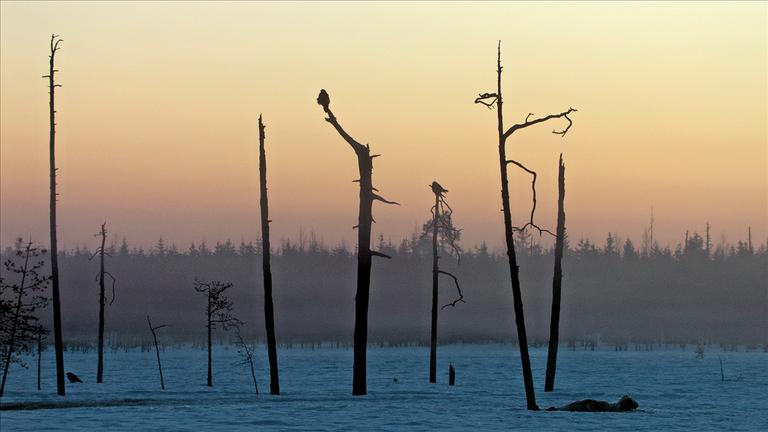 "Skandinavien - Rückkehr der Dunkelheit" (ZDF/ARTE):  Krähen im winterlichen Dämmerlicht auf Bäumen in Lappland