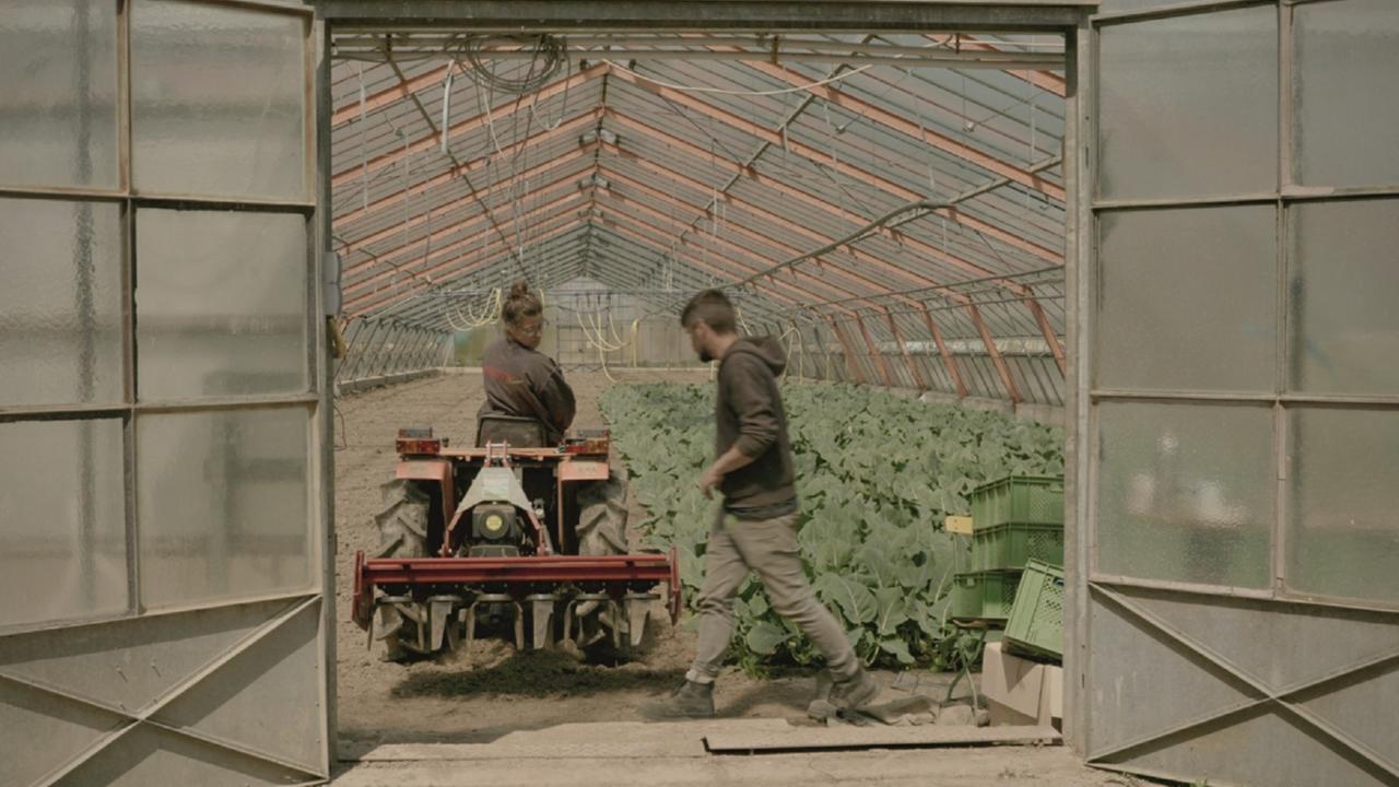 "Das Kombinat - Kann Wirtschaft auch solidarisch?": In einem großen Gewächshaus pflügt eine Frau auf einem Kleintraktor den Boden. Ein Mann weist sie ein. In der rechten Hälfte ein Grünkohlfeld.
