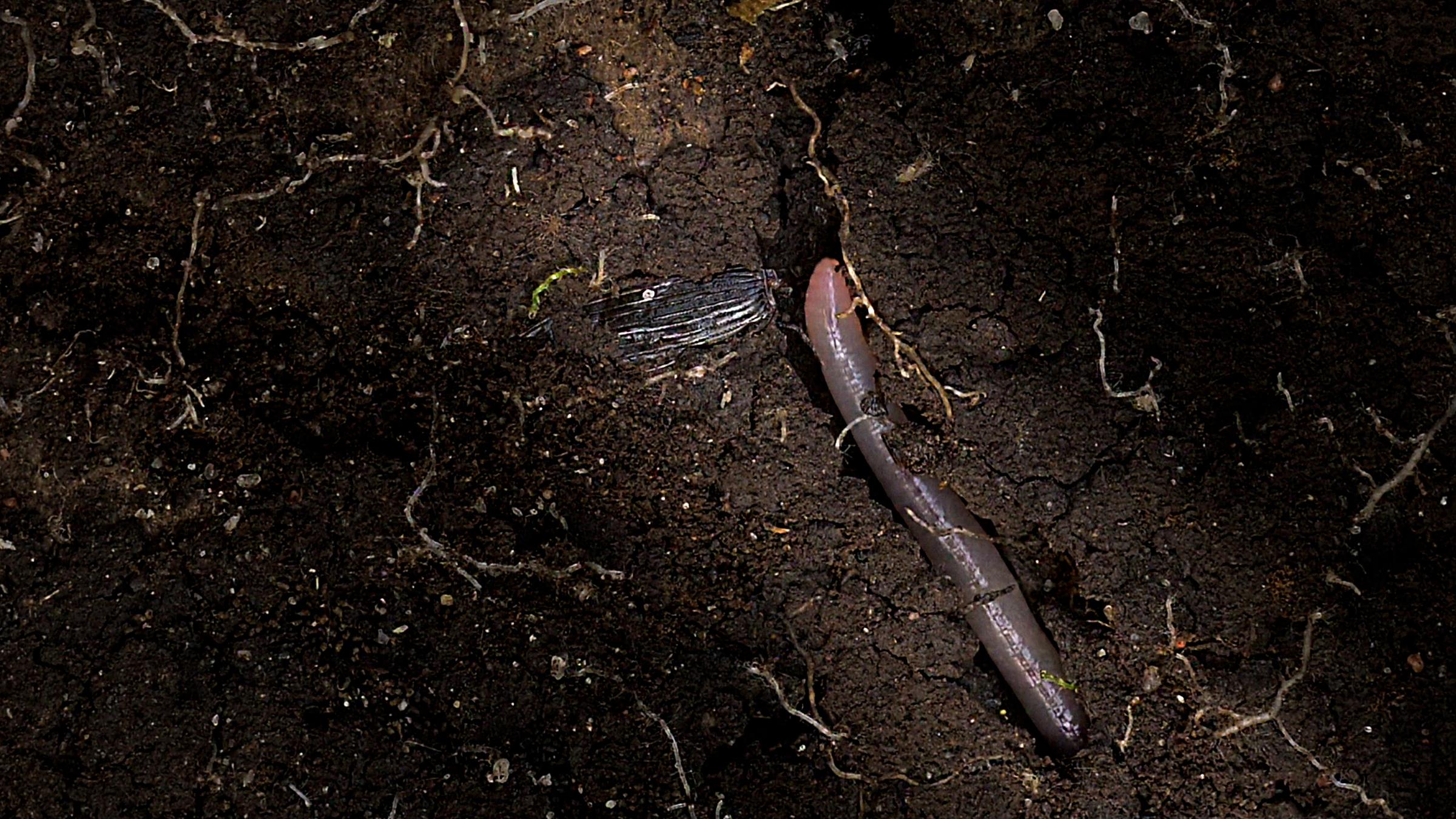 "Kosmos Boden"  (ZDF/ARTE): Nahaufnahme eines Regenwurms