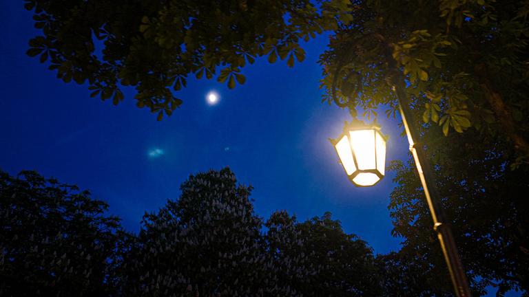 "Licht aus - Wie künstliches Licht die Natur verändert": Nächtliche Aufnahme einer Straßenlaterne zwischen Bäumen im Mondlicht