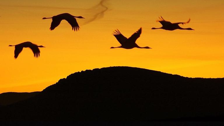 „Zugvögel – Kundschafter in fernen Welten“