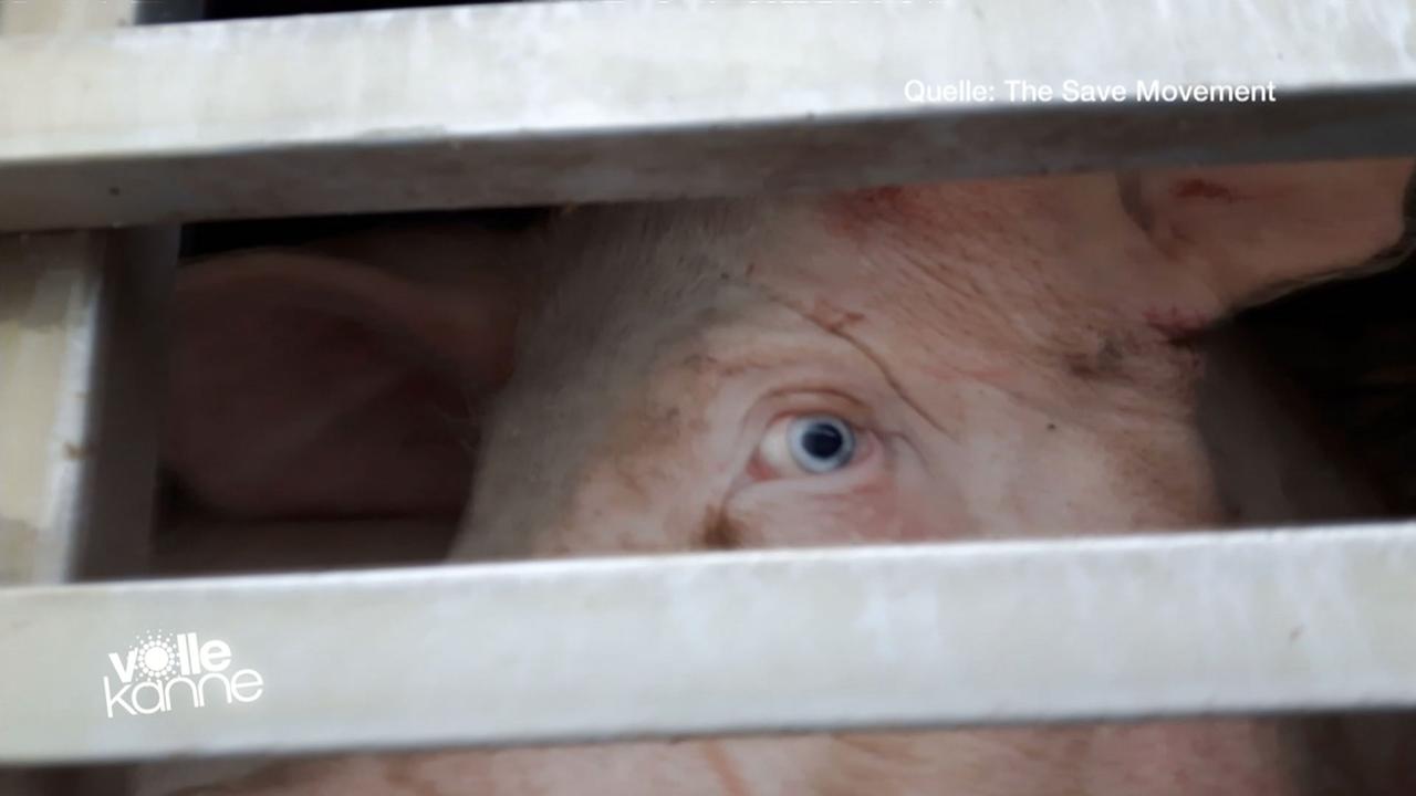 Protestaktion vor Schlachthof