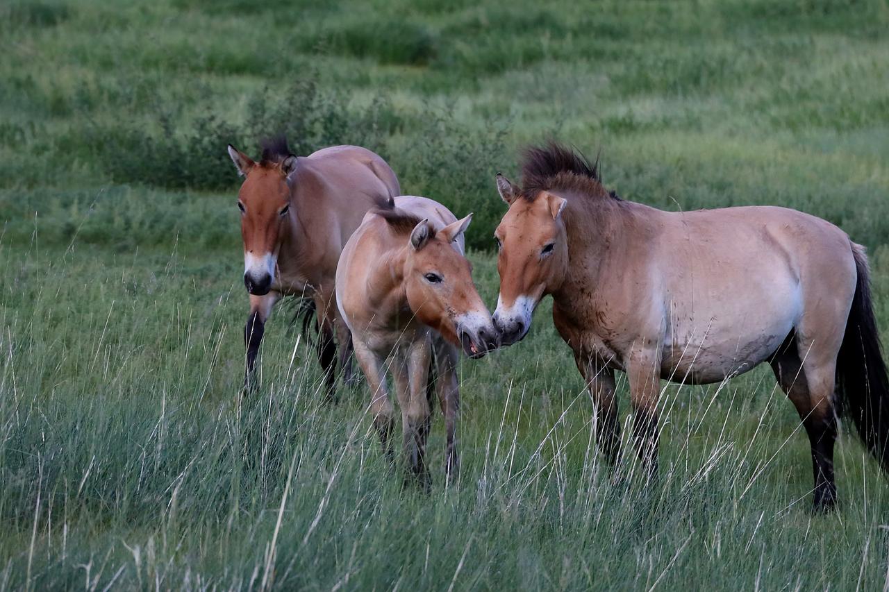 Przewalski-Pferde schmiegen sich aneinander