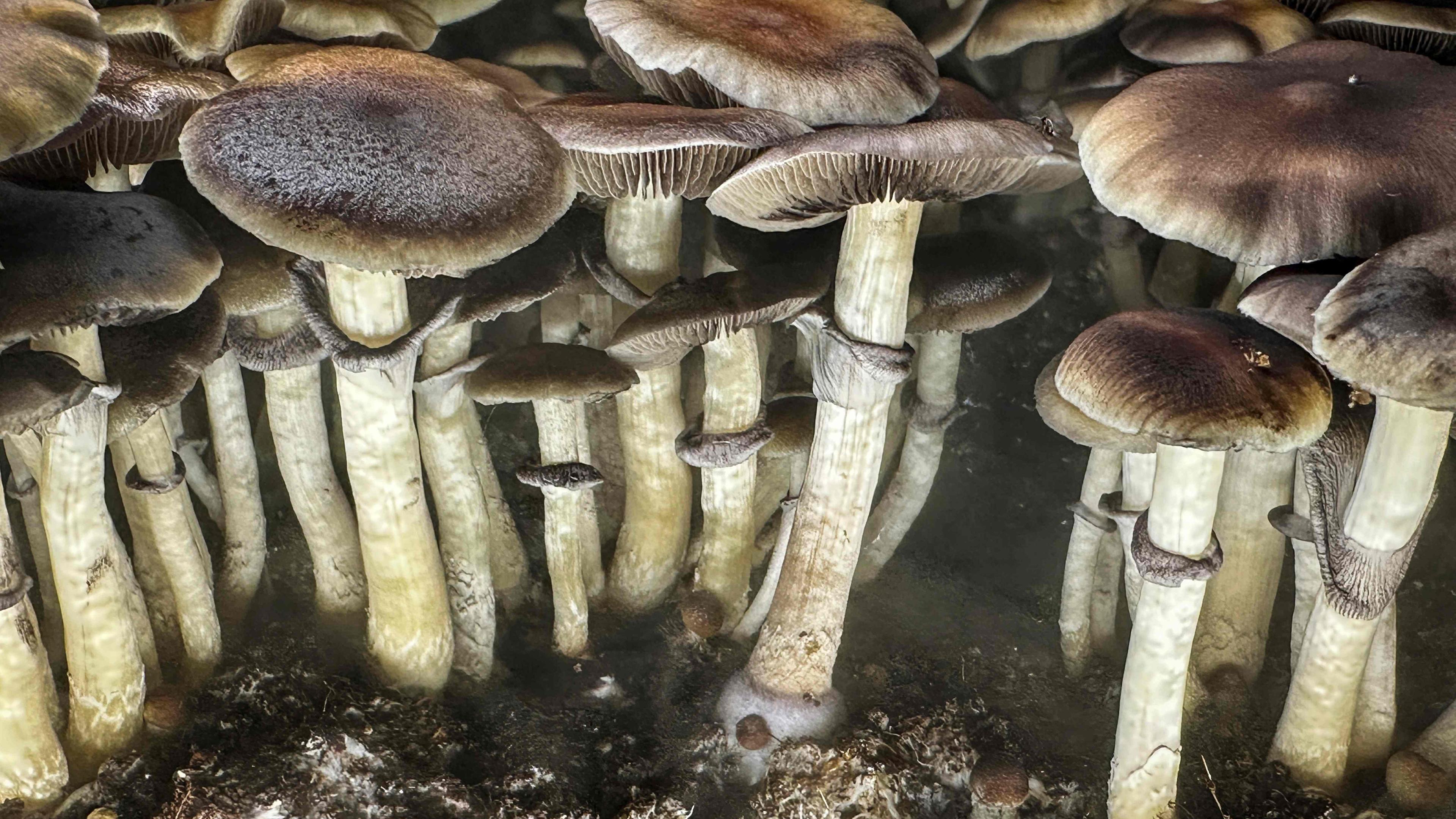 Psilocybin Mushrooms Increasingly Sought For Therapeutic Purposes
