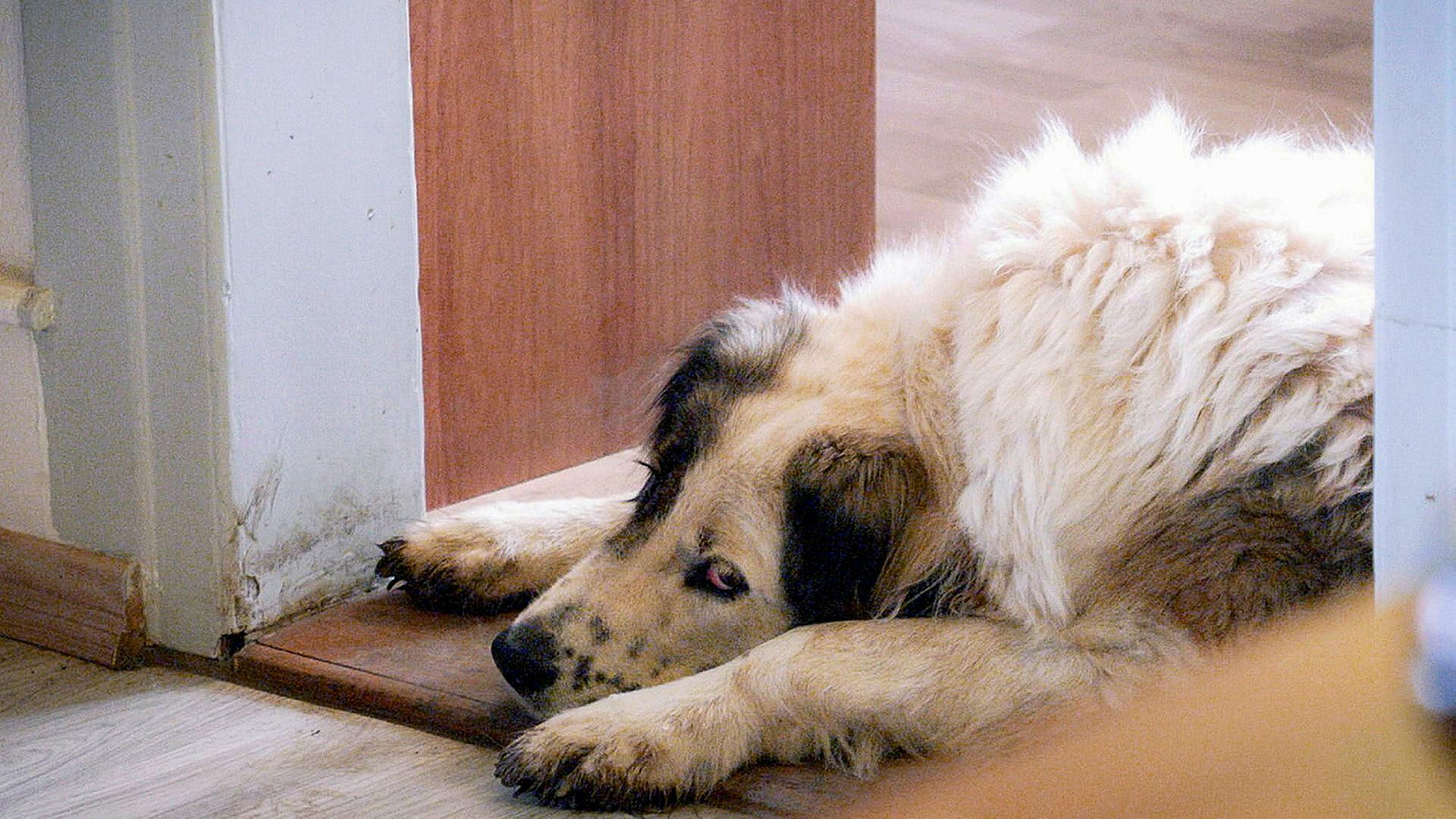 Großer Hund, der mit traurigem Blick auf dem Boden liegt