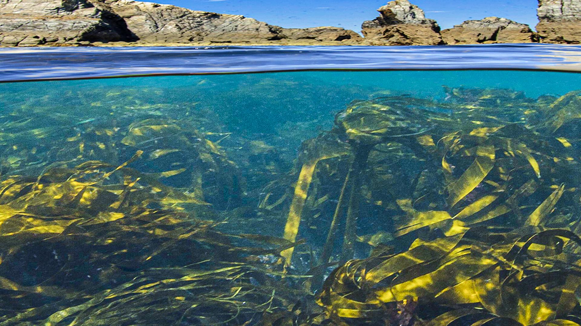 Blick auf einen stehendes Gewässer. Zu sehen ist die Oberfläche des Wassers und auch die vielen Algen, die sich darunter verbergen. Im Hintergrund grenzen Steinhügel ans Waser. 