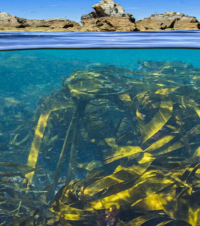 Blick auf einen stehendes Gewässer. Zu sehen ist die Oberfläche des Wassers und auch die vielen Algen, die sich darunter verbergen. Im Hintergrund grenzen Steinhügel ans Waser. 