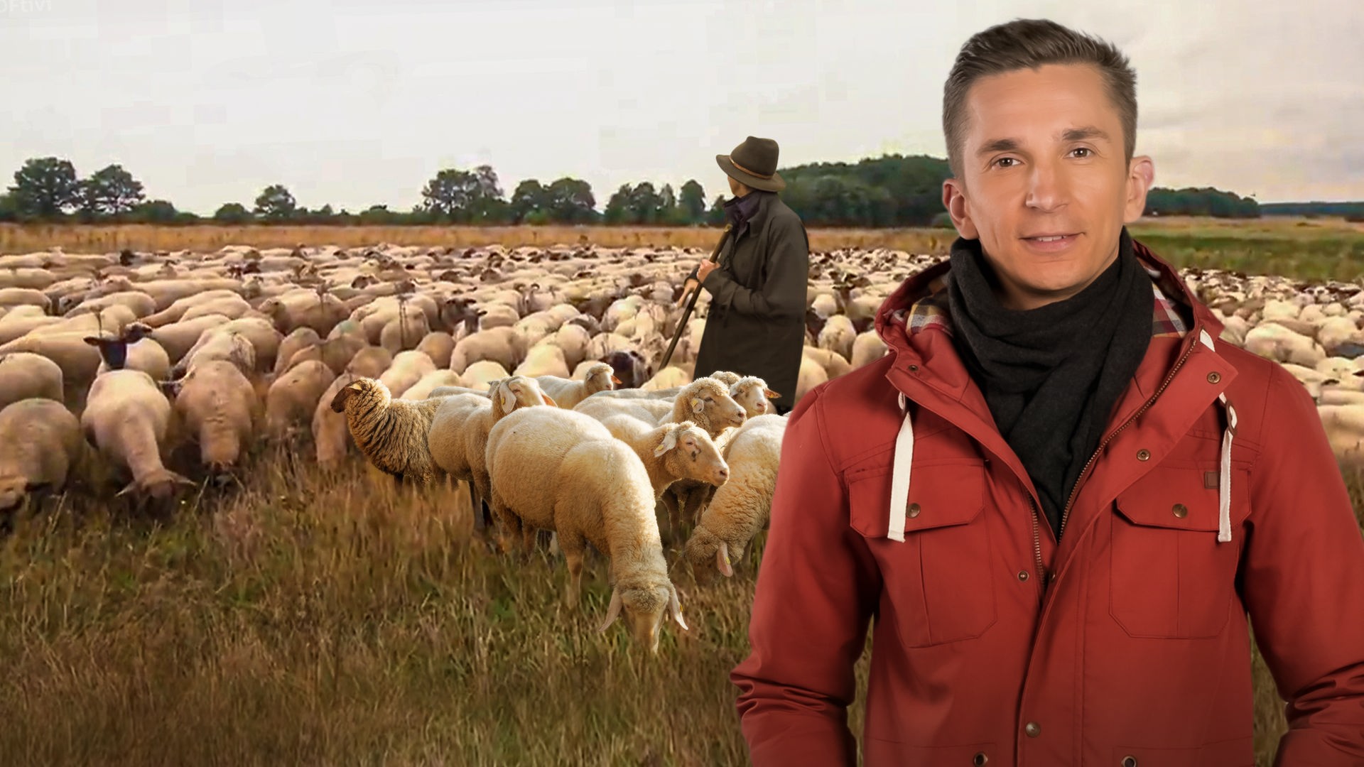 Schafe auf einer Wiese