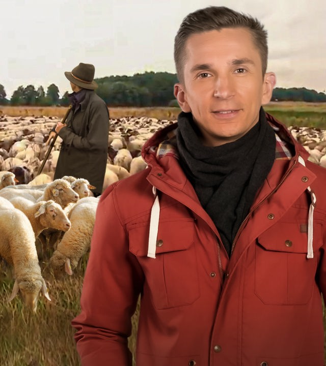 Schafe auf einer Wiese