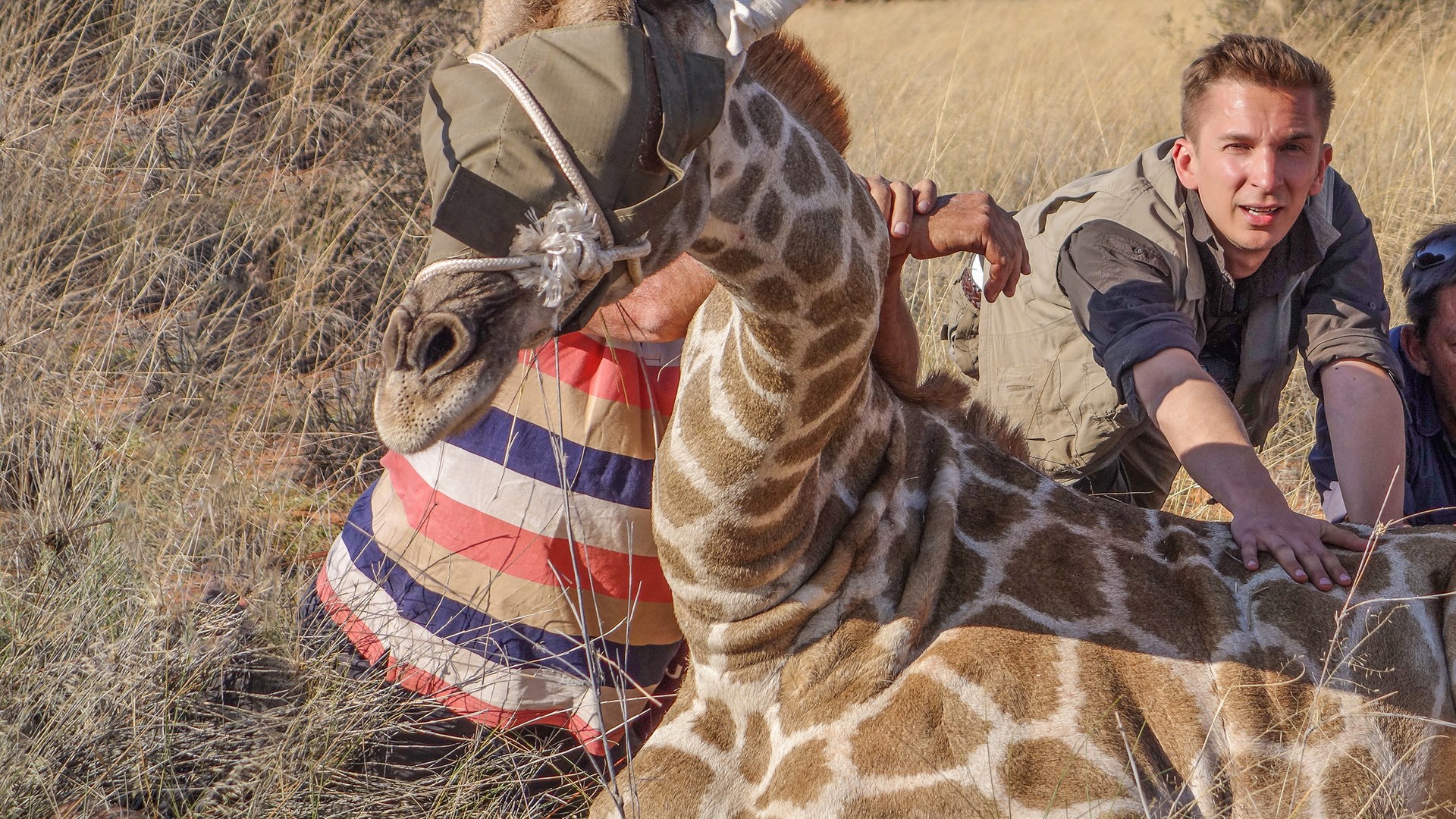 Zusammen mit zwei weiteren Männern versucht Eric, eine Giraffe anzuschieben, die auf dem Savannenboden sitzt. Die Giraffe hat die Augen verbunden.