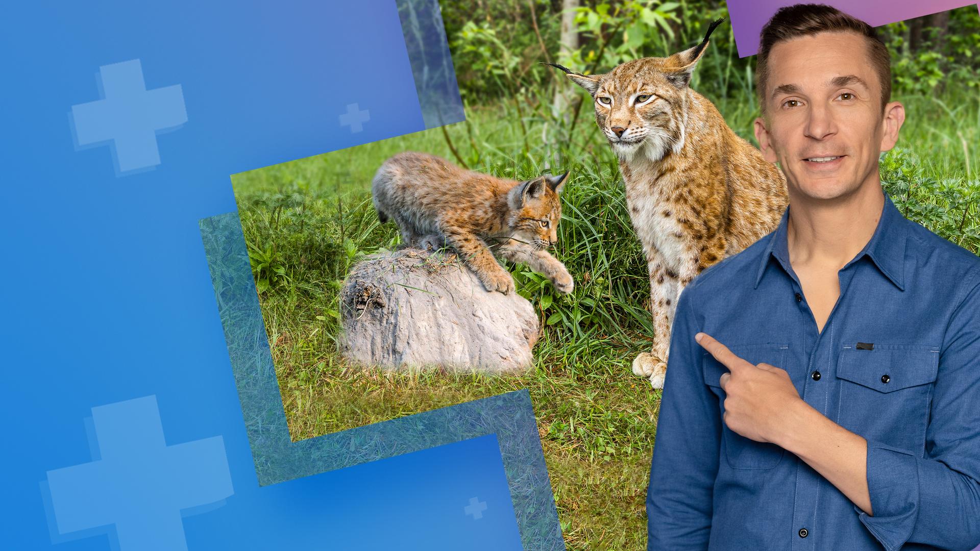 PUR+ - Mission Luchs - zurück in die Wildnis